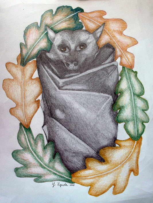Bat Drawing - Pencil and colored pencil.