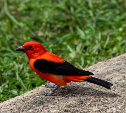Bird Photography: black and red.