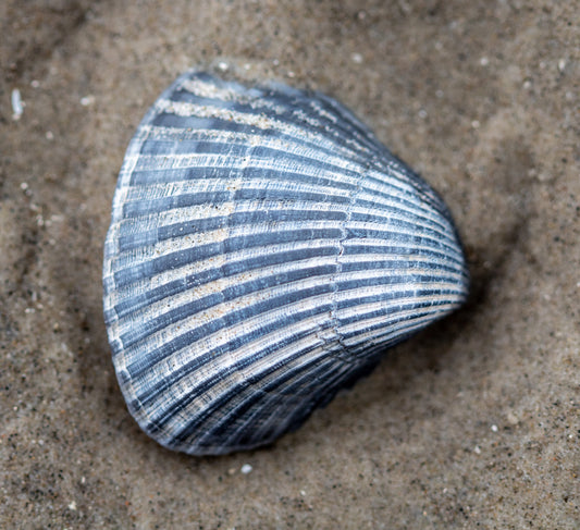 Sea Shells Photography: blue on sand