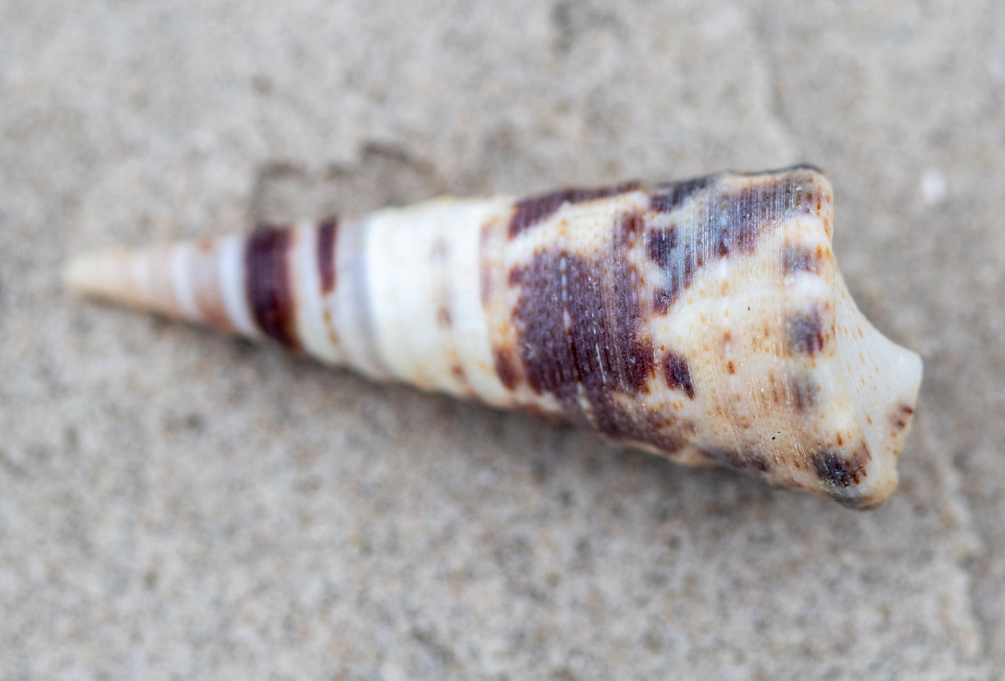 Sea Shell Photography: orange and white on sand.