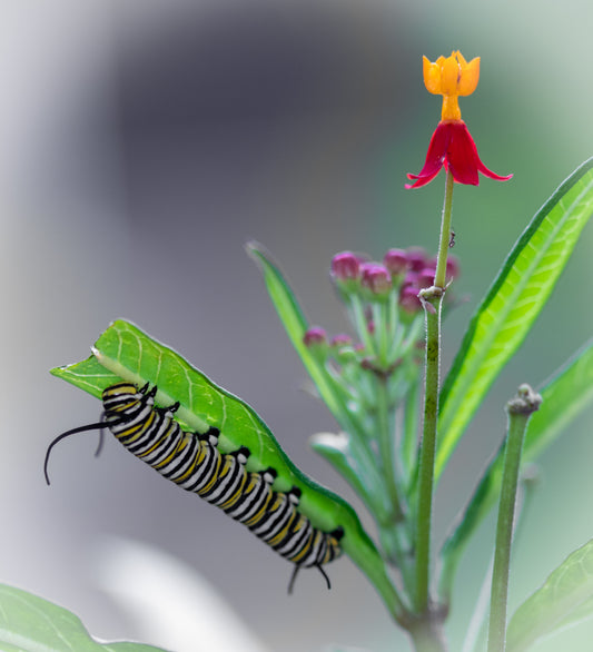 Caterpillar Photo with Flower