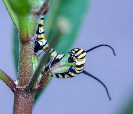 Caterpillar Photography